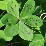 Oxalis pes-caprae Leaf