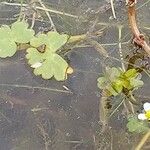 Ranunculus aquatilis ഇല