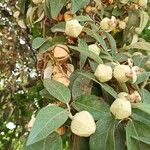 Lagunaria patersonia Fruit