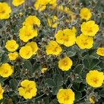 Potentilla grandiflora Flower