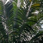 Metroxylon vitiense Leaf