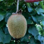 Actinidia chinensis Fruit