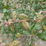 Quercus agrifolia Hoja