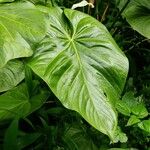 Anthurium nymphaeifolium Blad