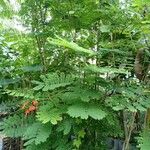 Caesalpinia pulcherrima অভ্যাস