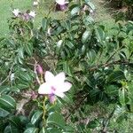 Cryptostegia madagascariensis Flower