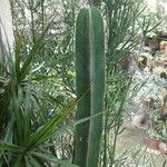 Isolatocereus dumortieri Hábito