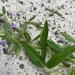 Hardenbergia comptoniana Liść