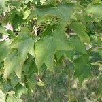 Acer cappadocicum Blatt