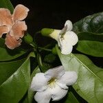 Bourreria costaricensis 花
