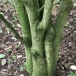 Sorbus pseudofennica Bark