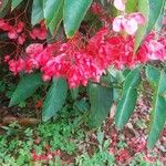 Begonia maculataFlower