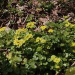 Chrysosplenium alternifolium Flors