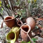 Nepenthes ampullaria Blomma