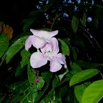 Bignonia aequinoctialis Flower