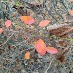 Cotoneaster acutifolius Yaprak