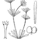 Asperula arvensis Muu