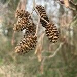 Alnus serrulata Froito