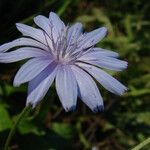 Cichorium pumilum Fleur