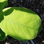 Magnolia sieboldii Leaf