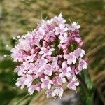 Valeriana montana Blomst