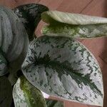 Scindapsus pictus Blad