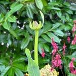 Rudbeckia maxima 花