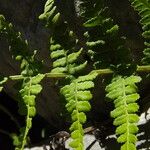 Dryopteris submontana Leaf