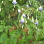 Campanula divaricata موطن