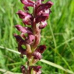 Anacamptis coriophora Flor