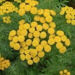 Tanacetum vulgareLorea