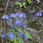 Phacelia bipinnatifida Flor