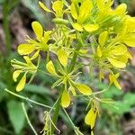 Erucastrum gallicum Flower