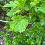 Physocarpus capitatus Leaf