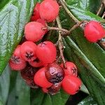 Cotoneaster salicifolius Gyümölcs