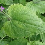 Lunaria annua 葉