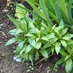 Solidago altissima Habitus