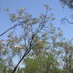 Grevillea pteridifolia आदत