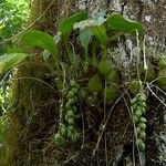 Coelogyne pallida ശീലം