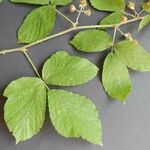 Rubus pallidus Leaf