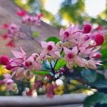 Clerodendrum umbellatum Flower