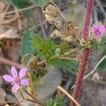 Erodium cicutariumKvět