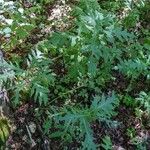 Cirsium alsophilum Leaf