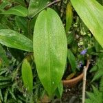 Dichorisandra penduliflora Hoja