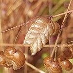 Briza maxima Fruit