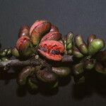 Xylopia cayennensis Meyve