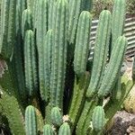 Trichocereus macrogonus Leaf