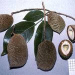 Crudia tomentosa Fruto
