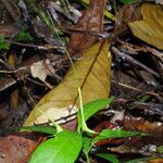 Dorstenia psilurus Folha