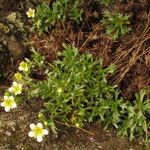 Saxifraga pentadactylis Habit